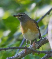   (Turdus obscurus)_1